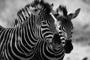 Zebra Koppel
