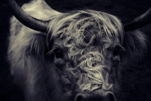 Stoere Schotse Hooglander
