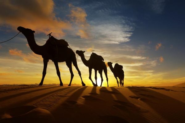 Zonsondergang met Kamelen