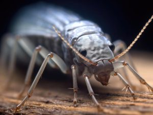 De Fascinerende Wereld van Insecten