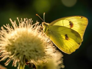 Stralende Vlinder op Bloem