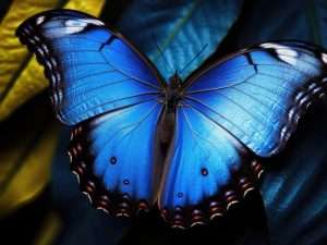 Betoverende Blauwvlinder