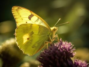 Zonverlichte Vlinderpracht