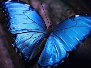 Stralende Blauwvlinder