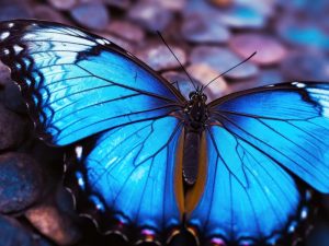 Stralende Schmetterling