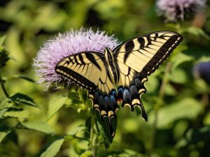 Kleurrijke Vlinder op Bloem