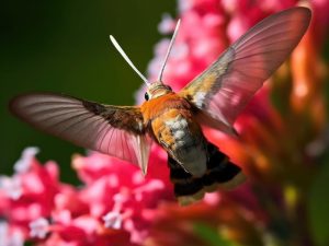 Kleurrijke Vlinders in Bloei