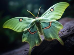 insecten