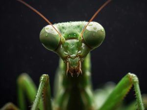 Prachtige Praying Mantis