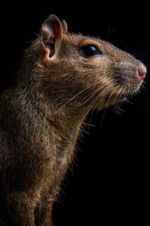 Het Mysterie van de Agouti