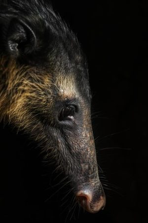 Intrigerend Miereneter Portret