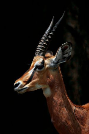Gracieus Gazelle Portret