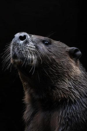 Stoere Bever in het Donker