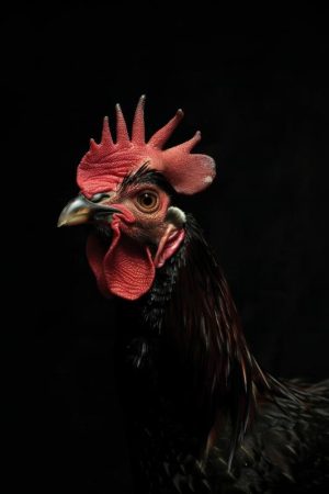 Majestueuze Haan