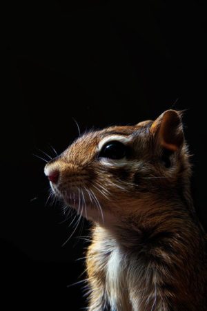 Schattige Chipmunk in Spotlight