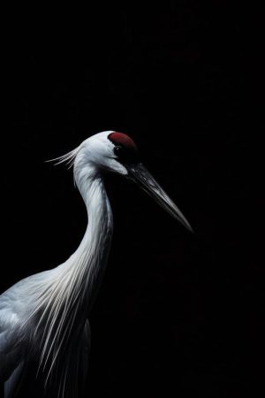Mystieke Kraanvogel