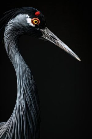 Stijlvolle Kraanvogel close-up