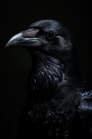 De Mystieke Raaf
