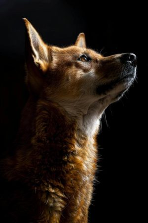 Mystieke Hond in de Schaduw