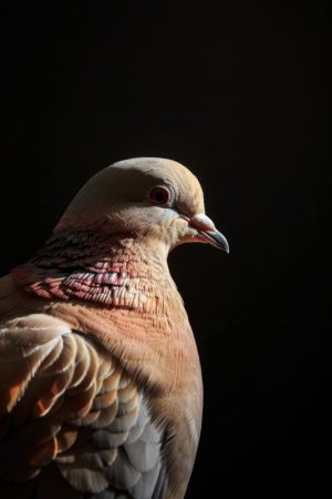 Stijlvolle Duif in Schaduw