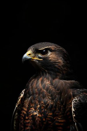 Majestueuze Valk