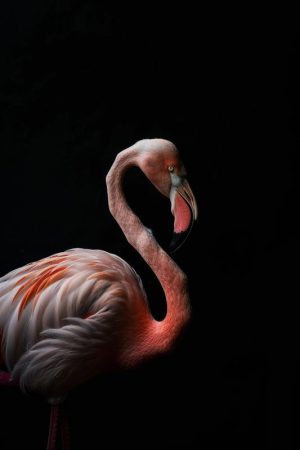Elegantie van de Flamingo