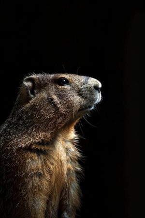 Profiel van een Marmot