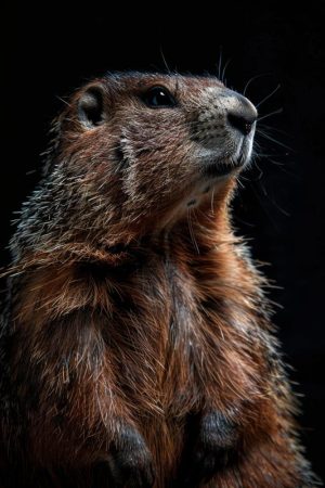 Stoere Marmot Pose
