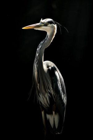 Stijlvolle Reiger in het Donker