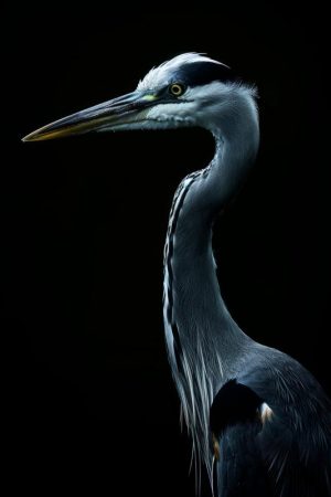 Sierlijke Reiger