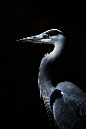Stijlvolle Reiger