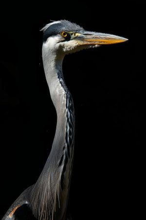 Majestueuze Reiger