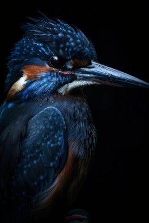 Kleurrijk IJsvogeltje in Close-up