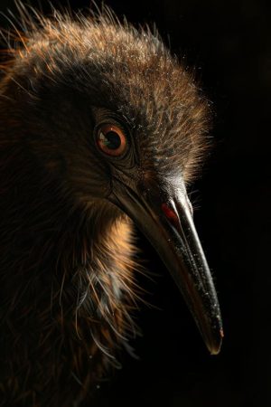 Mystieke Blik van een Vogel