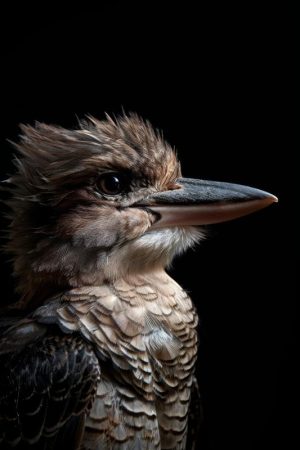 Stijlvolle IJsvogel Portret