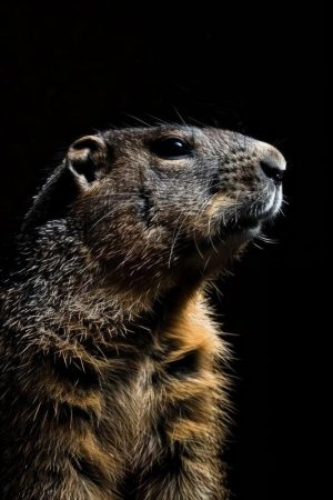 Stoere Marmot in Zwart-Wit