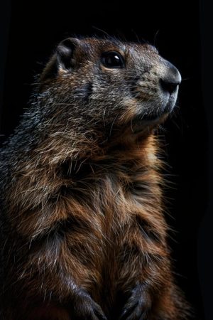 Stijlvolle Marmot in het Donker