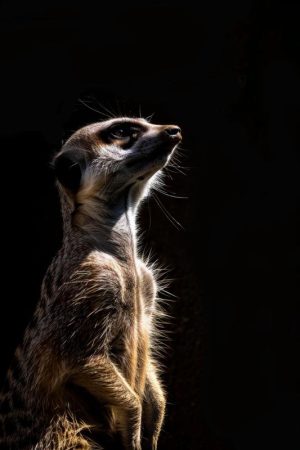 Majestueuze Stokstaartje in het Licht