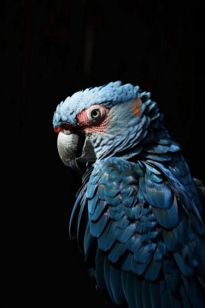 Majestueuze Blauwe Ara