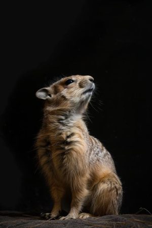 Schattige Prairiehond in het Spotlicht