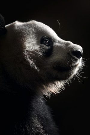 Panda Pracht: Schaduw en Licht