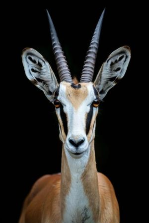 Koninklijke Antilope