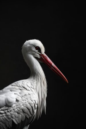 Elegante Witte Ooievaar