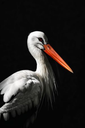 Majestueuze Ooievaar
