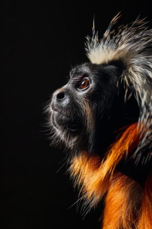 Majestueuze Aap in Profile
