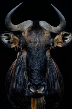 Majestueuze Wildebeest