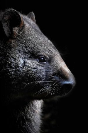 Quokka in het Donker