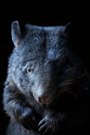 Mysterieuze Wombat Glans