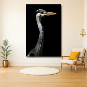 Elegante grijze reiger op zwarte achtergrond