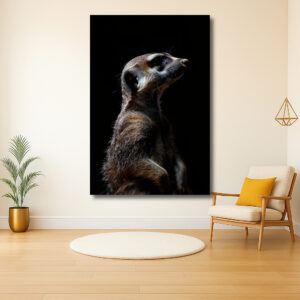 Meerkat in het Spotlight